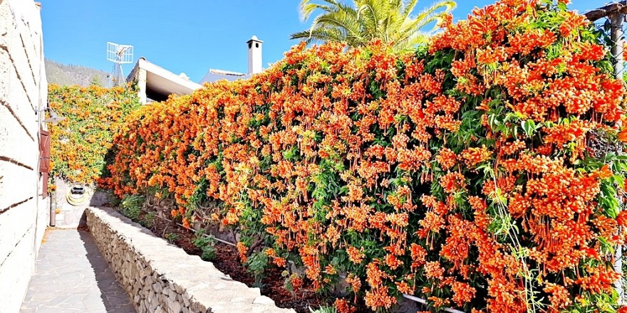 pared de flores en la finca en venta